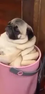 Adorable pug comfortably sitting in pink basket.