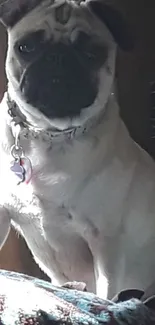 Adorable pug sitting in warm sunlight indoors.