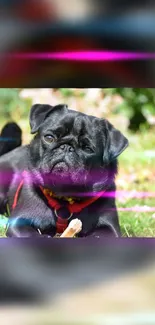 Charming pug lying on grass with colorful background accents.