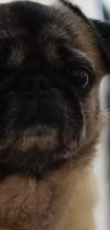 Adorable pug face close-up mobile wallpaper.