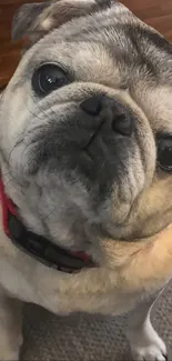 Cute pug looking up with a gray coat and red collar for wallpaper.