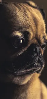 Close-up of an adorable pug on a mobile phone wallpaper in brown hues.