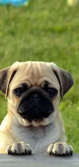 Adorable pug with paws up on a wooden surface in a green grassy field.