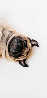 A cute pug lying upside down on a white background, perfect as a mobile wallpaper.