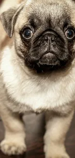 Adorable pug puppy on wooden floor background.