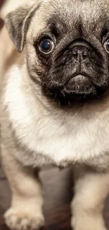 Adorable pug puppy standing on wooden floor.