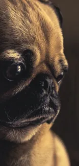 Close-up of an adorable pug puppy with a warm brown background.