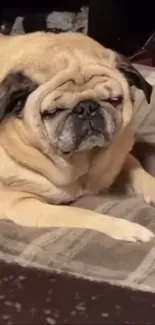 Adorable pug relaxing on a cozy beige rug.