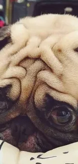 Adorable pug resting with wrinkled face close-up.