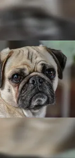 Adorable pug dog with cute expression.