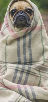 Cute pug wrapped in a plaid blanket outdoors.