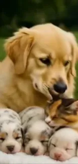 Golden retriever with sleeping puppies and kitten in nature.