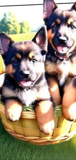 Cute puppies in a basket on a sunny day.