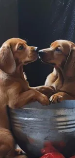 Two adorable puppies in a metallic bucket.