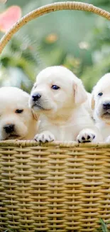 Three adorable puppies sitting in a wicker basket on a green field background.