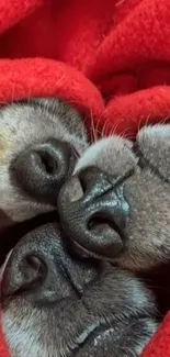 Three cute puppies snuggled in a red blanket.