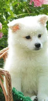 Two fluffy white puppies in a basket with pink flowers and green leaves background.