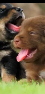 Cute brown and black puppies playing on green grass.