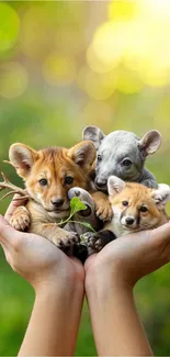 Three cute puppies cradled in hands against a green background.