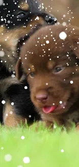 Two puppies playing on grass with snowflakes gently falling.