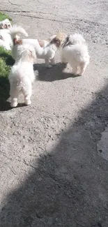 Fluffy white puppies play in the sun on a concrete path.