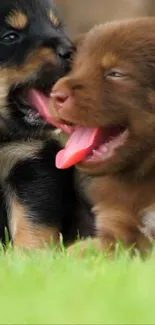 Two adorable puppies playfully licking each other in a green grassy field.