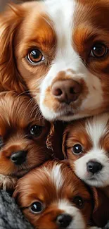 Four Cavalier King Charles Spaniel puppies cuddled closely.