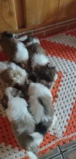 Cute fluffy puppies resting on a colorful crochet rug.