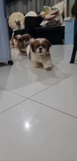 Adorable puppies walking on a white floor indoors.