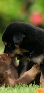 Adorable puppies playing on green grass.