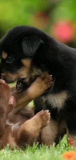 Two playful puppies having fun on green grass.