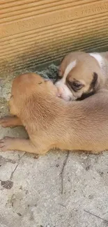 Two cute puppies cuddling on a concrete surface.