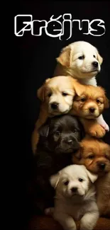 Adorable stack of puppies against black background