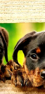 Adorable Rottweiler puppies peeking through a wooden fence in a cute mobile wallpaper.