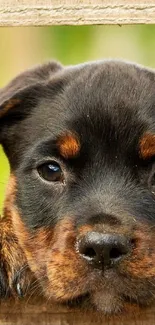 Two Rottweiler puppies peeking through a wooden fence.