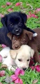 Cute puppies playing on grass with pink petals.