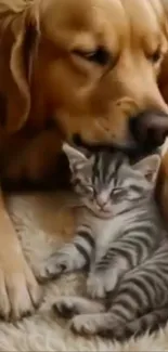 Golden retriever puppy and tabby kitten cuddle in cozy setting.