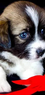 Adorable puppy with red ribbon and bright eyes on black background.