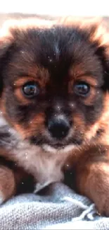 Cute puppy on blanket by the beach during sunset.