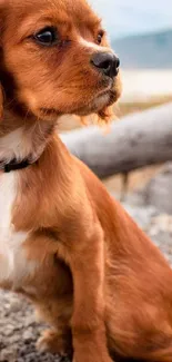 Adorable puppy sits on a sandy beach, perfect for phone wallpaper.