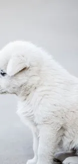 Cute white puppy sitting on a quiet beach.