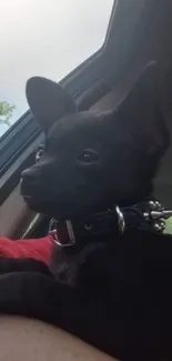 Black puppy with spiked collar in car.