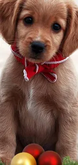 Adorable golden retriever puppy with red scarf and Christmas decor.