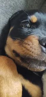 Close-up of an adorable puppy lying down.