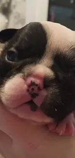 Close-up of a black and white puppy in a person's hand.