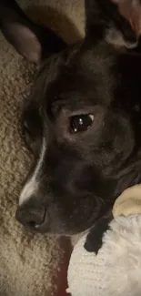 Adorable black and white puppy resting with a toy.