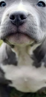 Close-up of an adorable grey puppy with soulful eyes.