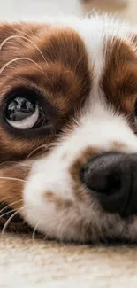 Adorable brown and white dog lying down, looking with soulful eyes.