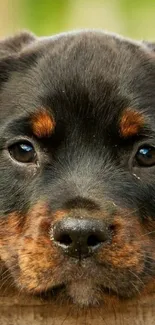 Close-up of a cute puppy peeking over a wooden fence.