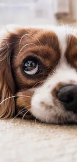 Close-up of an adorable brown and white puppy with soulful eyes.